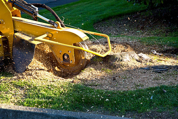 Tree Removal for Businesses